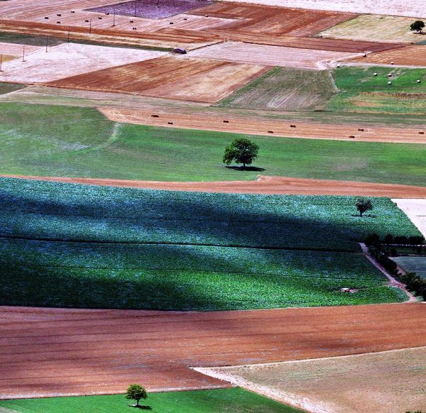FAO: la certificazione per i biocombustibili ferma i piccoli contadini Coltivazioni